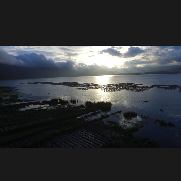 Penelitian tentang kematian massal ikan keramba di danau batur